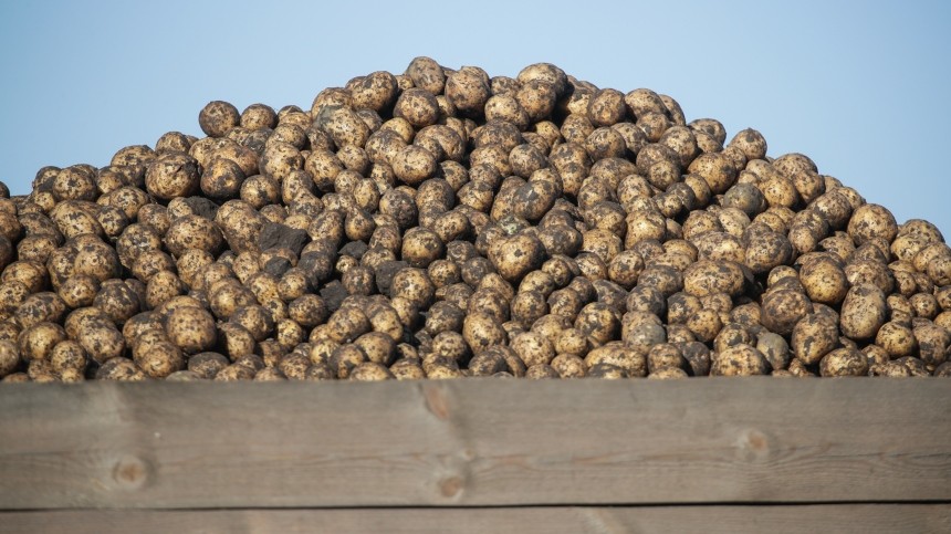 Россия закупит больше картофеля у стран СНГ из-за плохого урожая