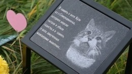Загитова с Запашным нашли способ предотвратить жестокие убийства животных после трагедии кота Кузи