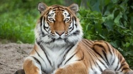 Тигры впервые за 50 лет появились в Якутии