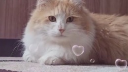 «Котик в нирване»: пользователей рассмешил уснувший в необычной позе питомец