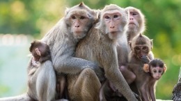 В Таиланде устроили праздник для терроризировавших туристов обезьян