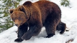 Не ушедший в спячку медведь напал на женщину в Приморье