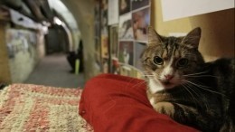 Кошка-хранительница Эрмитажа перешла на работу в Петропавловскую крепость