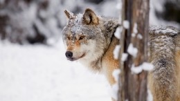 Волки грозят сожрать всех жителей села в Бурятии. Но отстрел разрешили только 80-летнему деду