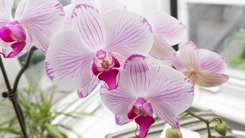Цветок раздора: почему нельзя держать орхидею у себя дома