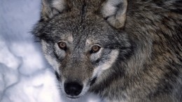 Кошмар местных жителей: разгуливающих по Ленобласти волков сняли на видео