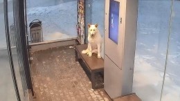 В Сургуте собака облюбовала павильон новой обогреваемой остановки