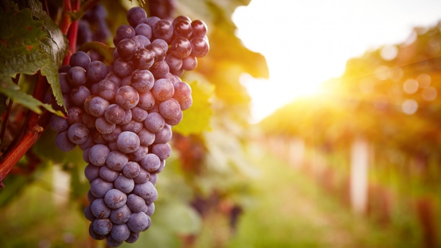 В России утвердили правила господдержки виноградарей