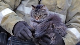 Иркутские пожарные спасли двух котов из сгоревшей квартиры: «Дыши, Серый, живи!»
