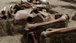 Скелеты троих детей обнаружили на стройке в Орловской области