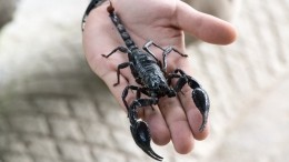 Фантастические твари: в Подмосковье маленькую девочку укусил скорпион
