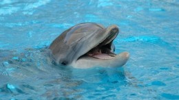 Зоозащитники показали видео избиения дельфинов в океанариуме Екатеринбурга
