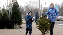 Успеть до Нового года: Как законно самому срубить елку в России