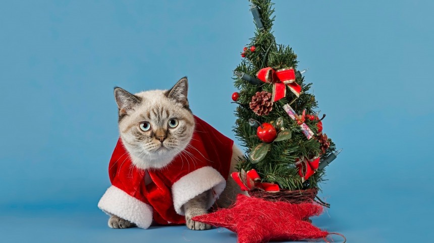 Новый год без нервов: как спасти наряженную елку от кота?