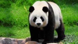 Дерзкий побег панды из зоопарка с помощью бочки попал на видео