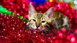 Охотничьи навыки: почему кошки «едят» новогоднюю мишуру