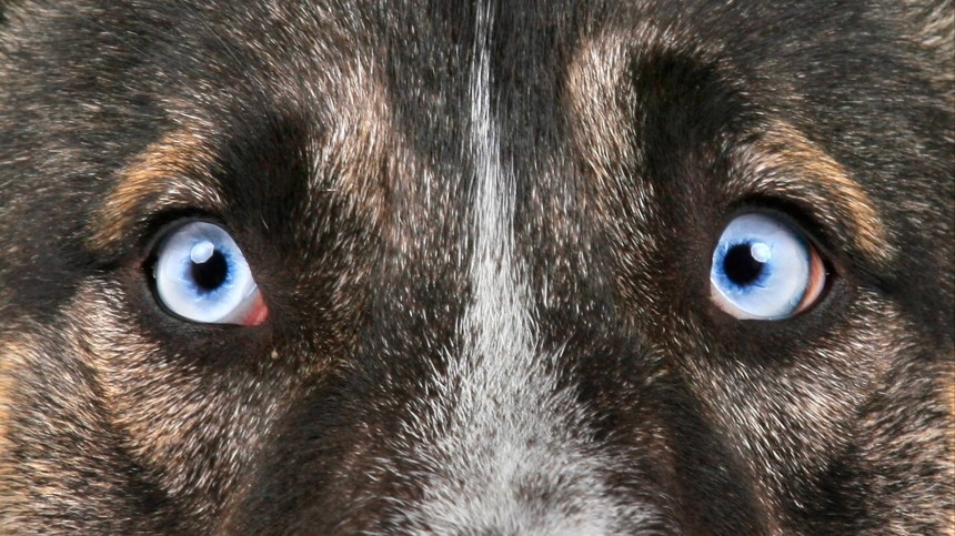 Самые умные породы собак: рейтинг топ по версии КП