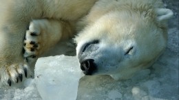Представляющих опасность для людей медвежат на Ямале увезли за 100 километров