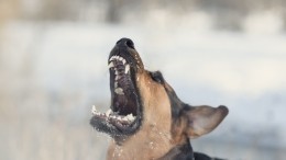 В Якутске создадут штаб для отлова собак после того, как они загрызли женщину