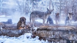 Оперативный штаб по отлову собак создали в Якутии после гибели женщины