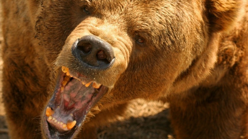 Зарезавшему ножом медведя изуродованному боксеру сделают операцию на лице