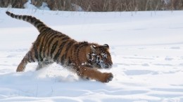 Под Хабаровском местные жители заметили гуляющего по дороге тигра