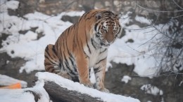 В РФ вступили в силу новые правила работы зоопарков, цирков и других зверинцев