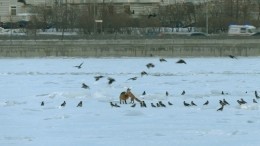 Любующуюся красотами Петербурга пару лис заметили на замерзшей Неве