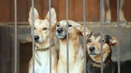 Отлов бездомных собак в Иркутске поручили приюту, где доводили животных до голодной смерти
