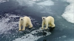 Вернувшихся в поселок Ямала белых медвежат снова эвакуируют