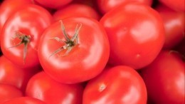 Почему помидоры нельзя хранить в холодильнике