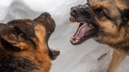 «Дети гибнут»: мама растерзанной в Забайкалье собаками девочки оказалась в реанимации