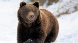 Блогер из Мытищ привела медведя в квартиру и расплакалась из-за блокировки видео