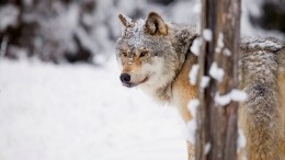 Волки разорвали несколько цепных собак под Архангельском и нарвались на парня с ружьем