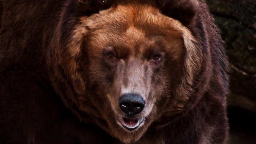 Женщина сбросила девочку в вольер к медведю в Ташкентском зоопарке