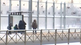 Почти по Хичкоку: на дорожном экране в Петербурге появились аппликации птиц