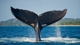 Поцеловать кита и не умереть смогли туристы в Мексике