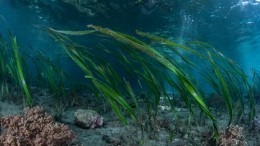 Могут ли водоросли в Черном море привести к смерти людей