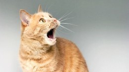 Молчание котят: зоозащитники и юристы объяснили опасность ошейников с электрошоком
