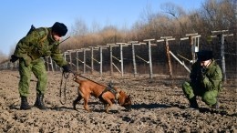 Пять диверсантов с Украины были уничтожены в ходе нарушения границы РФ