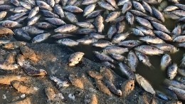 Рыба задыхается в водоемах по всей России из-за аномальной зимы