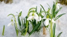 Вильфанд назвал реальную дату начала весны в России