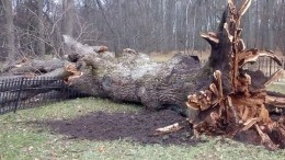 За день до финала конкурса «Европейское дерево» был исключен Тургеневский дуб