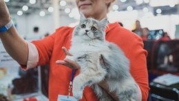 Международная федерация кошек ввела санкции на российских котов