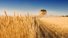 Правительство РФ временно запретило экспорт зерна в ЕАЭС и сахара в третьи страны