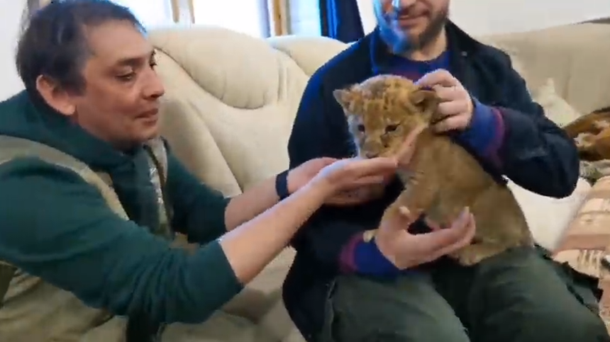 Московские ветеринары приехали в ДНР помочь маленькой львице Zамире