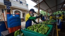 Фермеры Эквадора устроили протест из-за невозможности экспорта бананов в РФ
