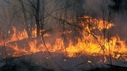 Мощные лесные пожары начались в Сибири раньше обычного