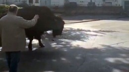 Сбежавший из курского зоопарка бизон пытался увести за собой других животных
