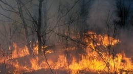 Лесные пожары начали бушевать в регионах России